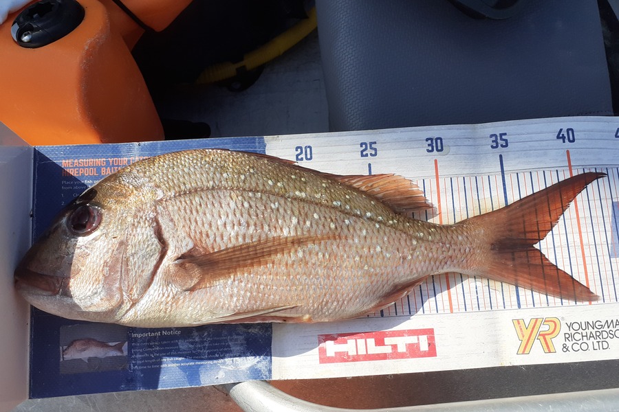 Nick Schwarzer caught this 35.0cm Snapper at Whakatane  during The Export NZ Fishing Competition