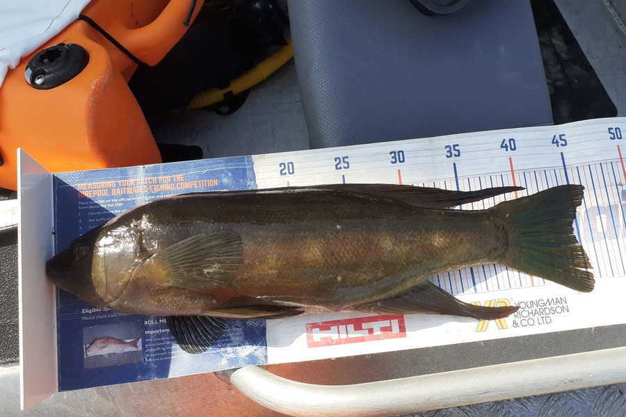 Nick Schwarzer caught this 44.5cm Butterfish at Whakatane  during The Export NZ Fishing Competition