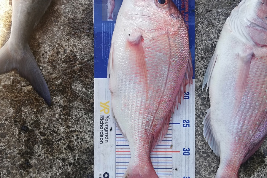 Crystal Nicol caught this 37.0cm Snapper at Whakatane during The Export NZ Fishing Competition