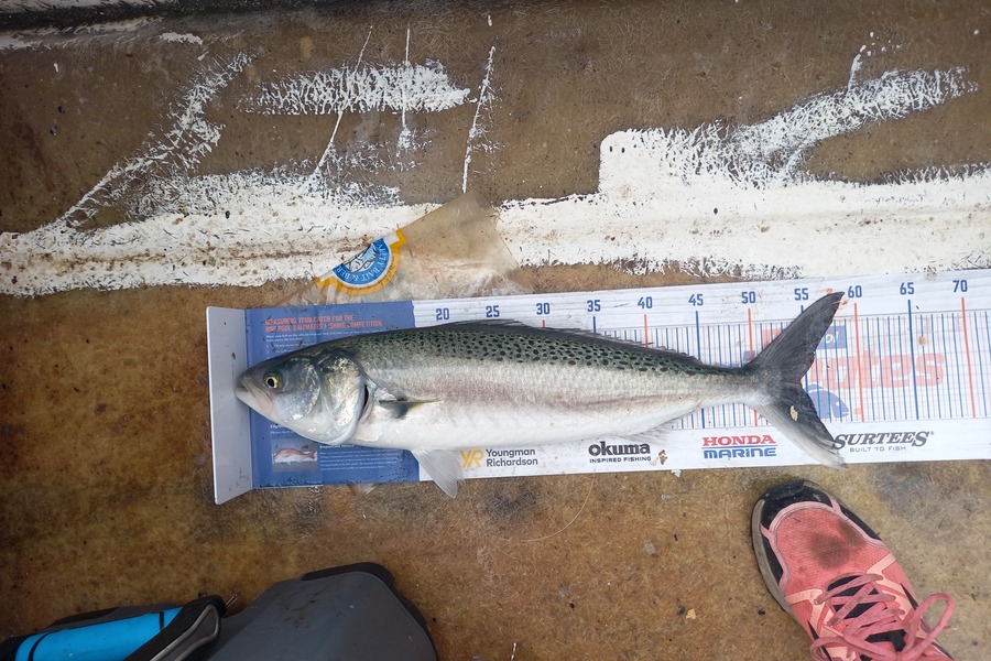 Des Gavin caught this 54.5cm Kahawai at Whakatane  during The Export NZ Fishing Competition
