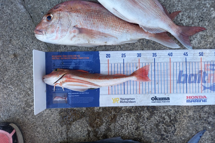 Des Gavin caught this 32.5cm Gurnard at Whakatane  during The Export NZ Fishing Competition
