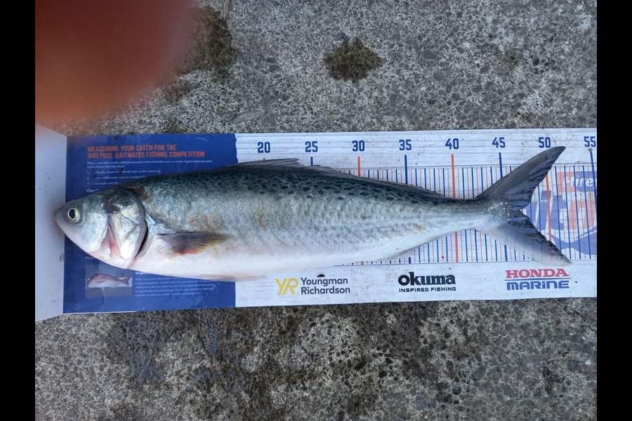 Mike Stainthorpe caught this 46.5cm Kahawai at Whakatane  during The Export NZ Fishing Competition
