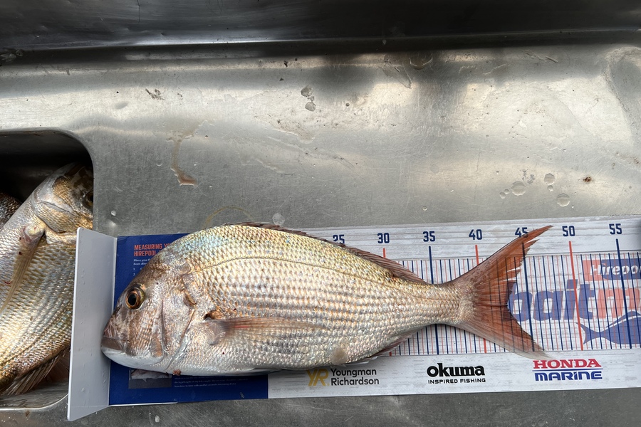 James Brad caught this 42.5cm Snapper at Waitara during The Export NZ Fishing Competition