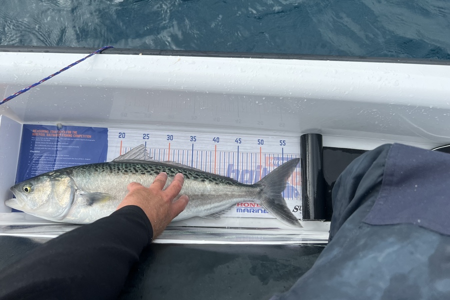 James Brad caught this 54.5cm Kahawai at Waitara during The Export NZ Fishing Competition