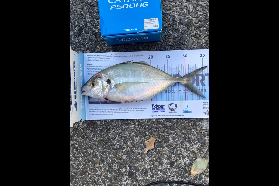 Matthew Muir caught this 31.5cm Trevally at Auckland during The Export NZ Fishing Competition
