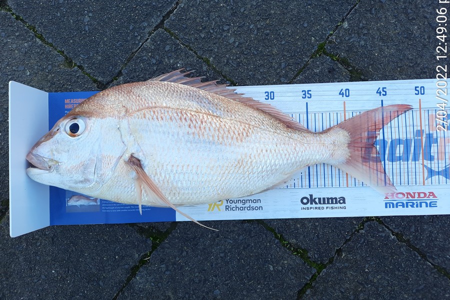 Mike Rivers caught this 43.5cm Snapper at Whakatane during The Export NZ Fishing Competition
