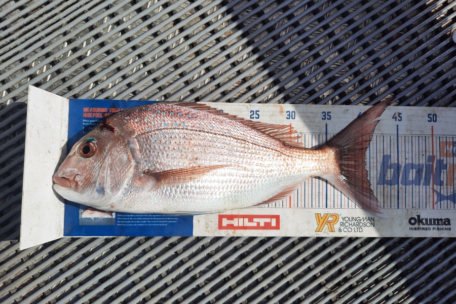Jayden Emtage caught this 40.5cm Snapper at Kaipara harbour during The Export NZ Fishing Competition