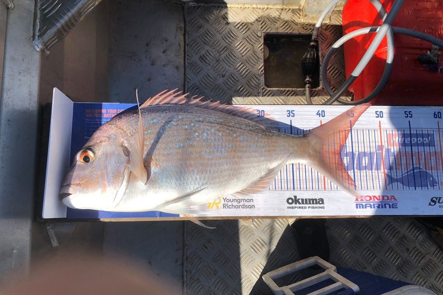 Jordon Midgley caught this 43.0cm Snapper at Glenbrook  during The Export NZ Fishing Competition