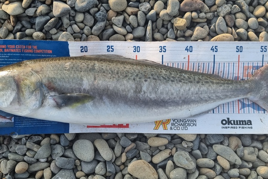 Jared Check caught this 57.0cm Kahawai at East cape during The Export NZ Fishing Competition