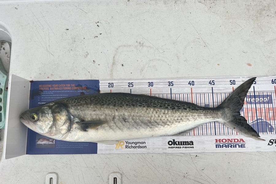 Gregory Wood caught this 51.0cm Kahawai at BOP during The Export NZ Fishing Competition