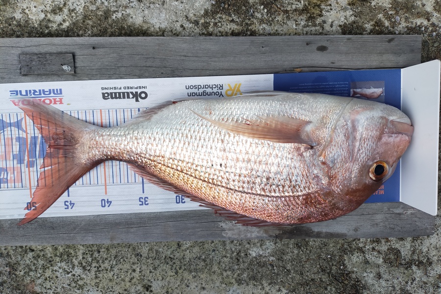 Wayne Farrow caught this 47.0cm Snapper at Whakatane during The Export NZ Fishing Competition