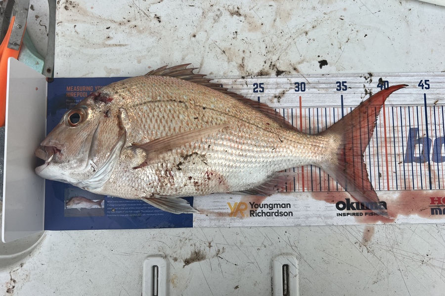 Gregory Wood caught this 37.0cm Snapper at BOP during The Export NZ Fishing Competition