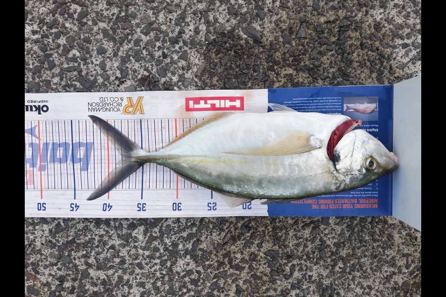 Bailey Cornelder caught this 37cm Trevally at Bay of Plenty  during The Export NZ Fishing Competition