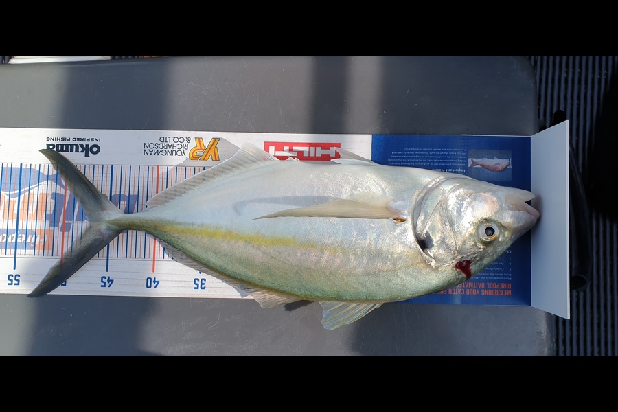Jim Barker caught this 47.0cm Trevally at Whangamata  during The Export NZ Fishing Competition