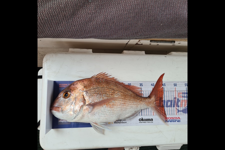 Glynn Anderson caught this 44cm Snapper at Kauwau during The Export NZ Fishing Competition