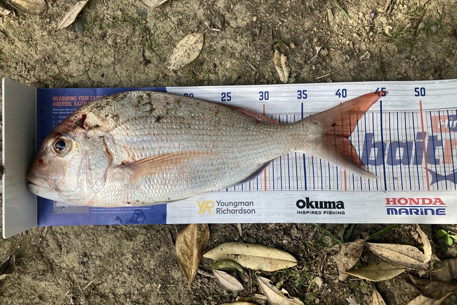 Graeme Duncan caught this 40.5cm Snapper at Coromandel  during The Export NZ Fishing Competition