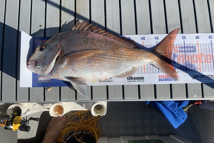 Chris Senior caught this 49.0cm Snapper at Mana, Wellington  during The Export NZ Fishing Competition