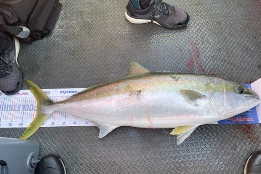 Nathan Robinson caught this 98cm Kingfish at Christchurch during The Export NZ Fishing Competition