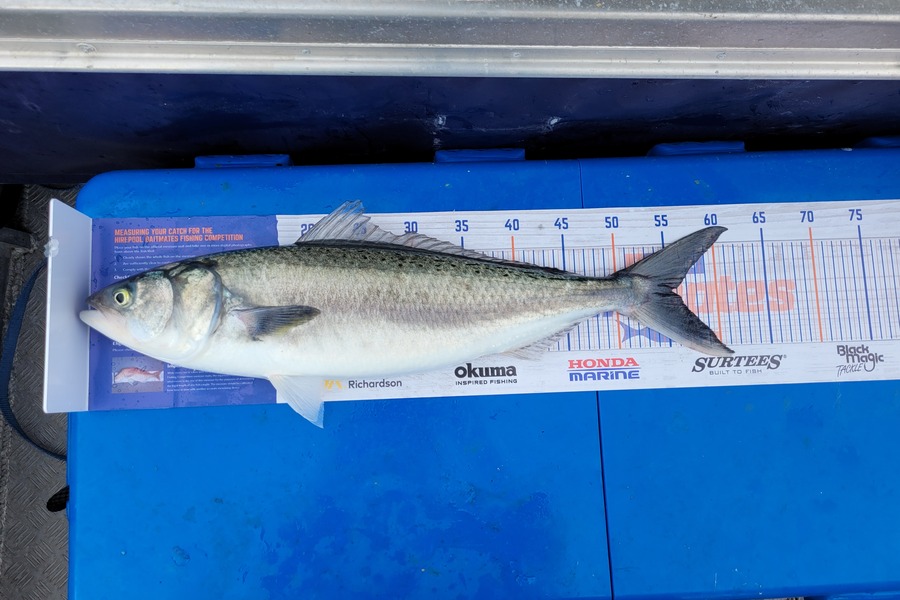Robert Falconer caught this 55.0cm Kahawai at New plymouth  during The Export NZ Fishing Competition