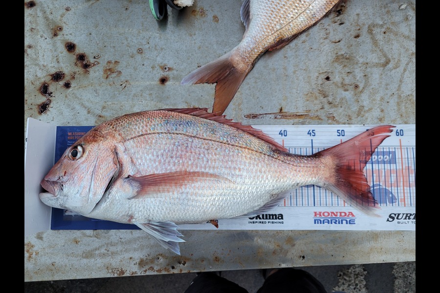 Robert Falconer caught this 53cm Snapper at New plymouth  during The Export NZ Fishing Competition