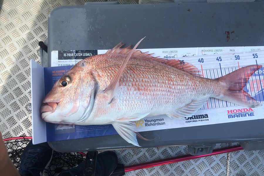 Jake Smith caught this 50.0cm Snapper at Motutapu during The Export NZ Fishing Competition