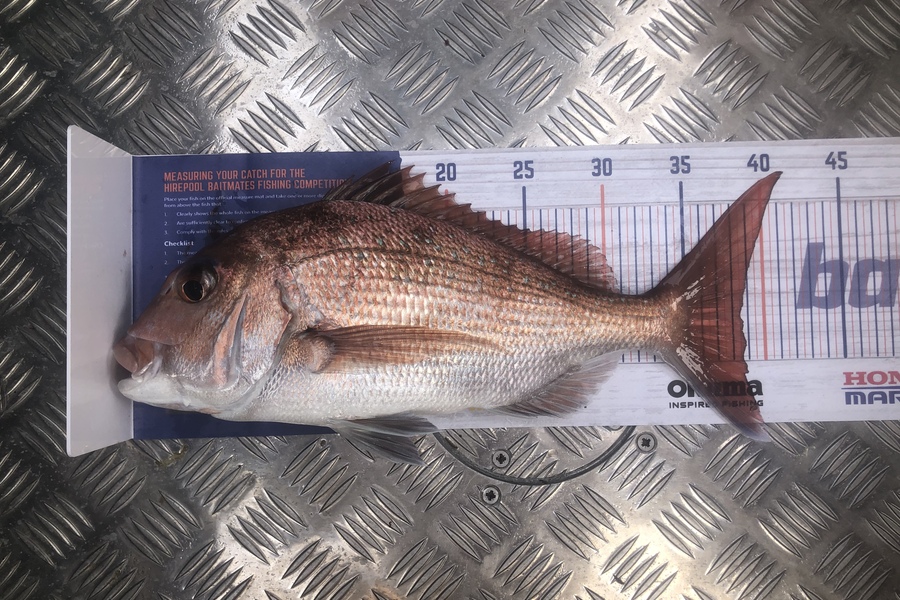 Jack Gregory caught this 38.5cm Snapper at Mangawhai  during The Export NZ Fishing Competition