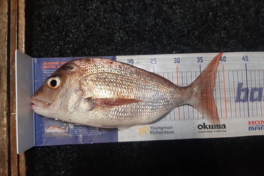 Karen Barnao caught this 37.5cm Snapper at Doves bay  during The Export NZ Fishing Competition