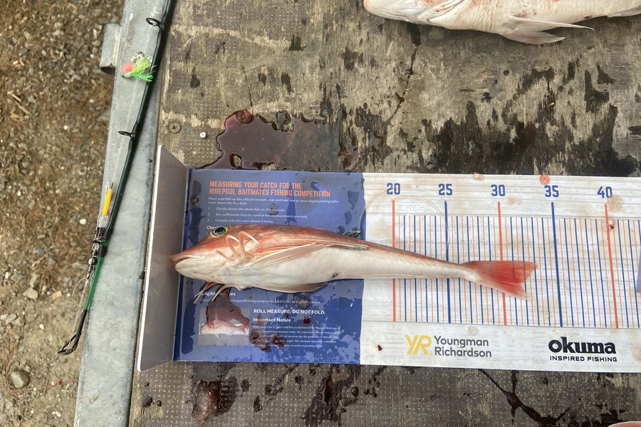 Logan Gedson caught this 31.5cm Gurnard at Waiotahe  during The Export NZ Fishing Competition