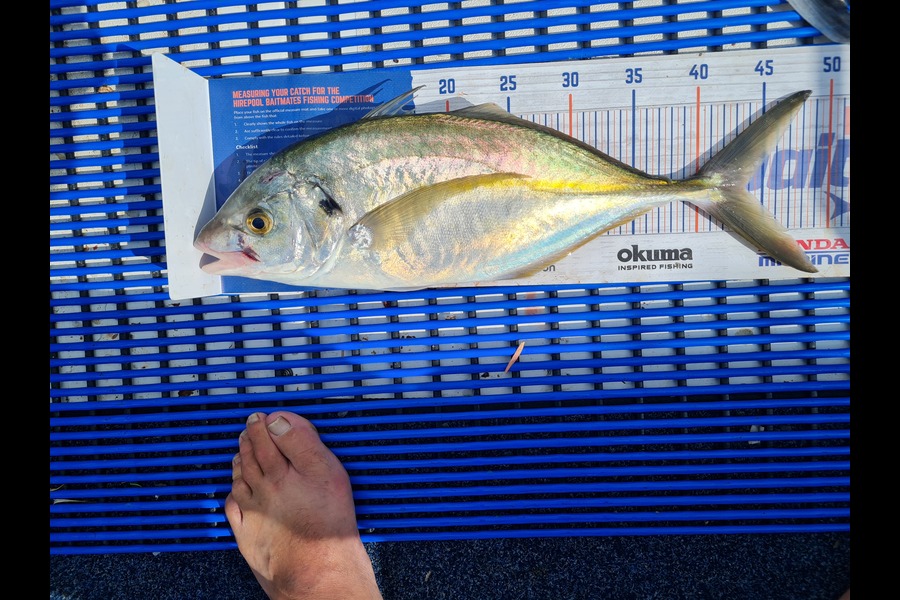 Mike MacGregor caught this 43.5cm Trevally at Tauranga  during The Export NZ Fishing Competition