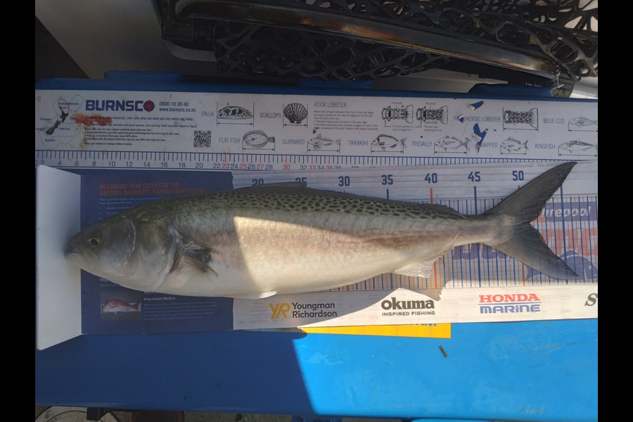 Sam earle caught this 51.0cm Kahawai at Manukau harbour during The Export NZ Fishing Competition