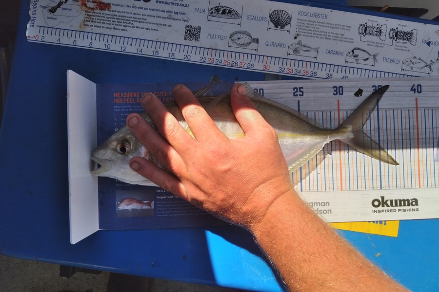 Sam earle caught this 33.0cm Trevally at Manukau harbour during The Export NZ Fishing Competition