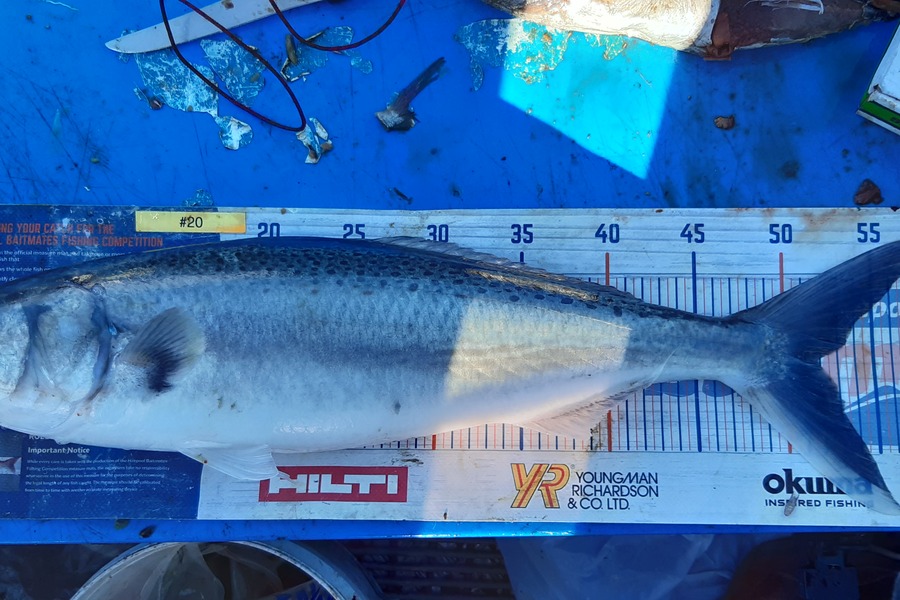 Dan Musson caught this 52.0cm Kahawai at Welly sth coast  during The Export NZ Fishing Competition
