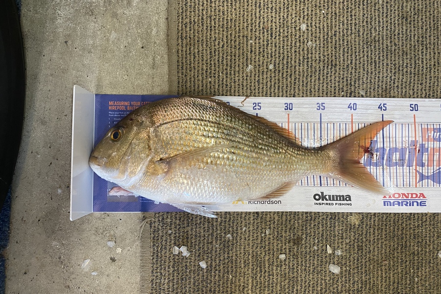 Elliot Gordon caught this 41cm Snapper at Tauranga  during The Export NZ Fishing Competition
