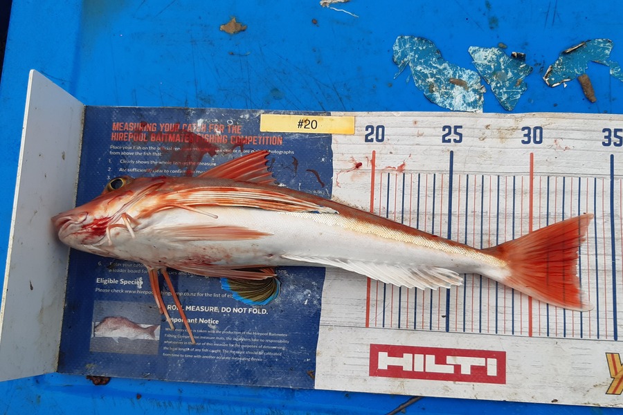 Dan Musson caught this 32.5cm Gurnard at Welly sth coast  during The Export NZ Fishing Competition