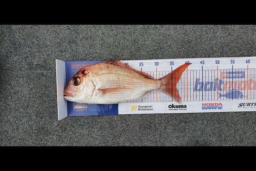 Simon Roberts caught this 36.0cm Snapper at North side of Rangitoto during The Export NZ Fishing Competition