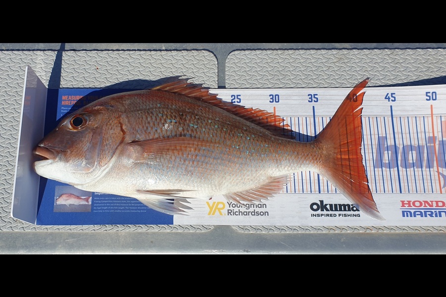 Ken McDonald caught this 40.5cm Snapper at Mount Maunganui  during The Export NZ Fishing Competition