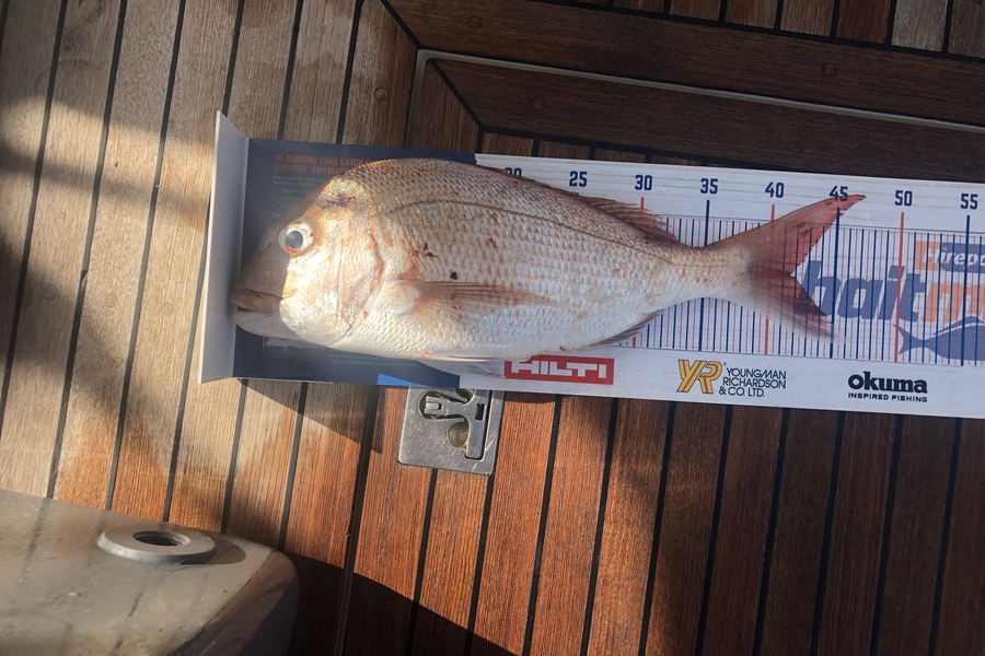 Steve Lawn caught this 41.0cm Snapper at The noises during The Export NZ Fishing Competition