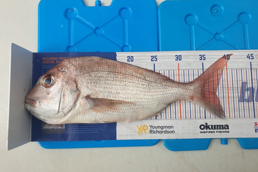 Antony Folwell caught this 37.0cm Snapper at Hauraki Gulf during The Export NZ Fishing Competition
