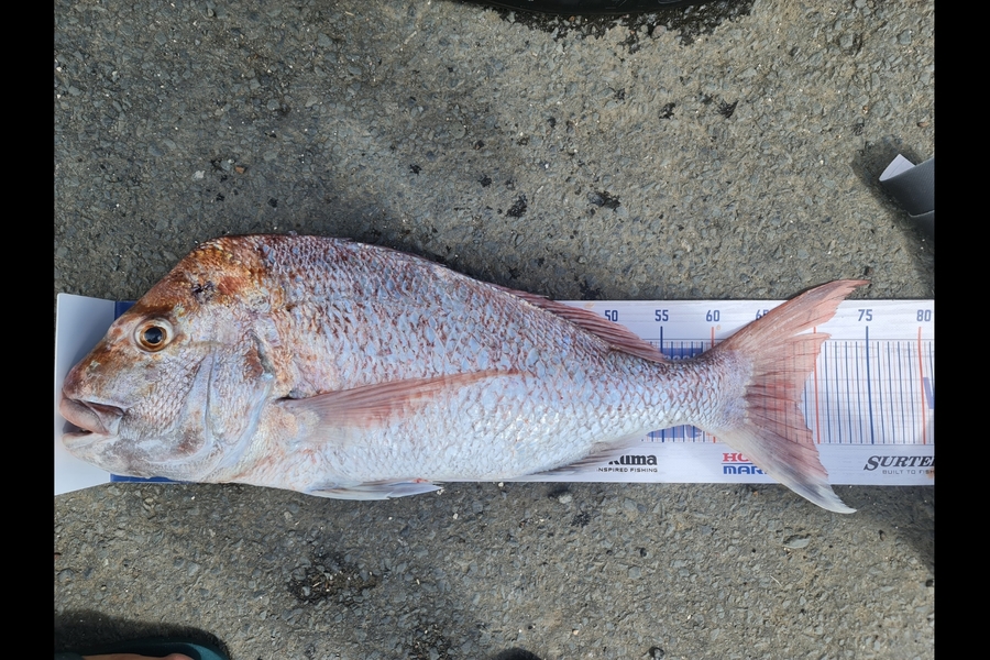 Gavin Titus caught this 68.5cm Snapper at Kawakawa bay  during The Export NZ Fishing Competition
