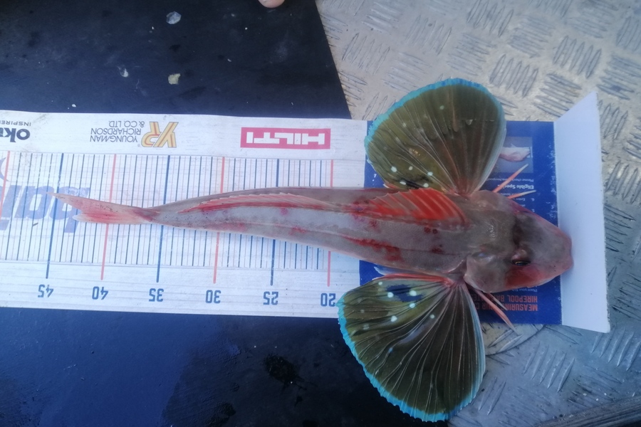 Marisa Andrews caught this 42.0cm Gurnard at wellington harbour during The Export NZ Fishing Competition