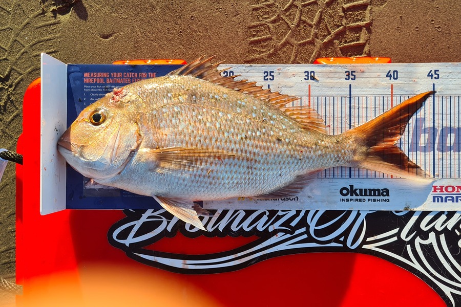 Dalkeith Matiaha caught this 40.0cm Snapper at Kapiti island  during The Export NZ Fishing Competition
