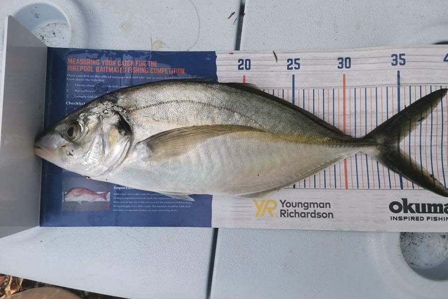 Jack Gregory caught this 34.5cm Trevally at Mangawhai  during The Export NZ Fishing Competition