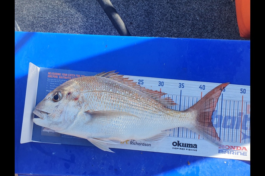Mike Bertaut caught this 42.5cm Snapper at Coromandel   during The Export NZ Fishing Competition