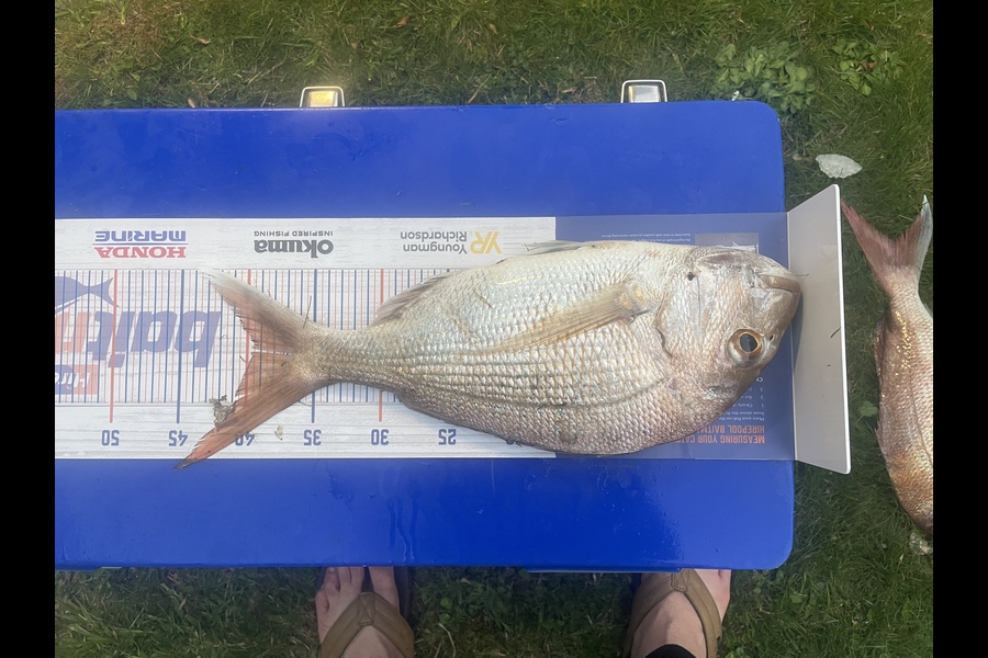 Karen Hogg caught this 39.5cm Snapper at Thames during The Export NZ Fishing Competition