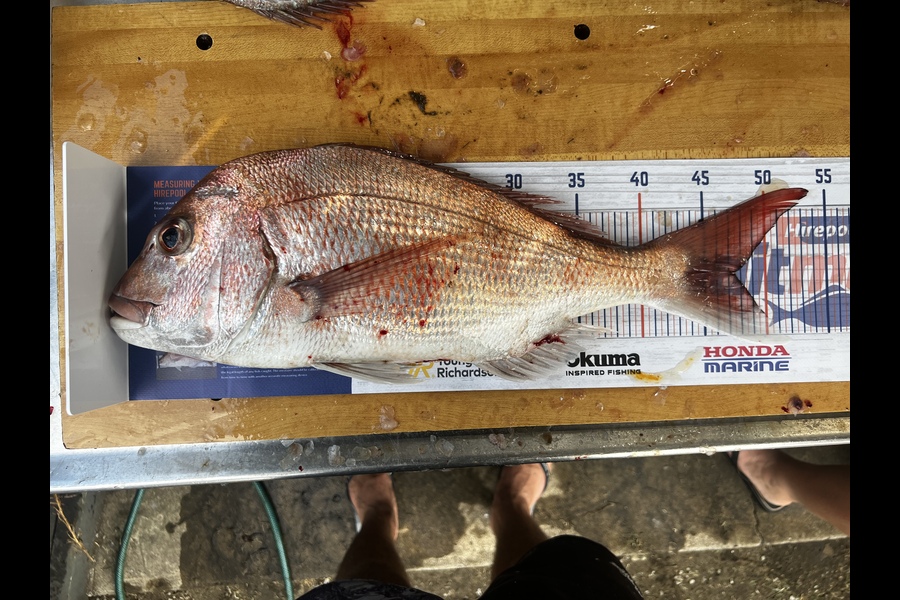 Corey Proffit caught this 47.0cm Snapper at Mokau  during The Export NZ Fishing Competition