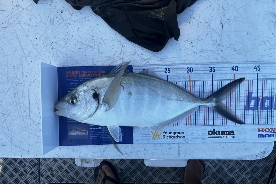 Corey Proffit caught this 37.0cm Trevally at Mokau  during The Export NZ Fishing Competition