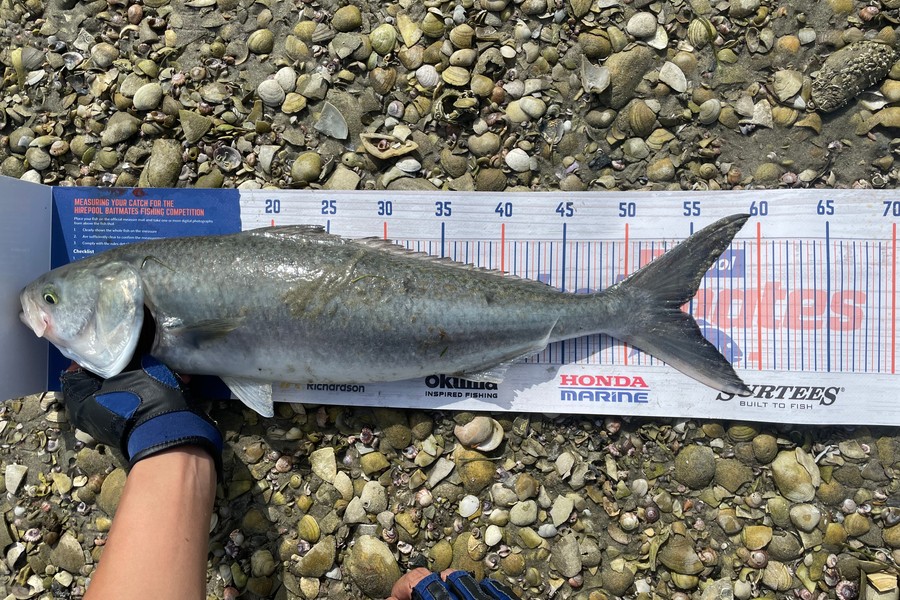 Harry Shi caught this 54.0cm Kahawai at Marsden Point during The Export NZ Fishing Competition