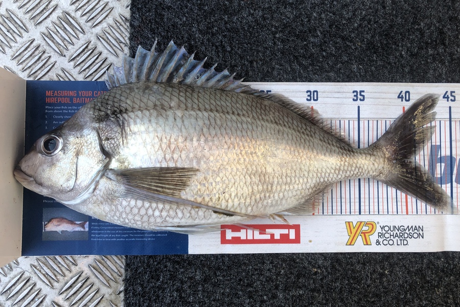Andrew Froome caught this 40.5cm Tarakihi at Port Taranaki  during The Export NZ Fishing Competition