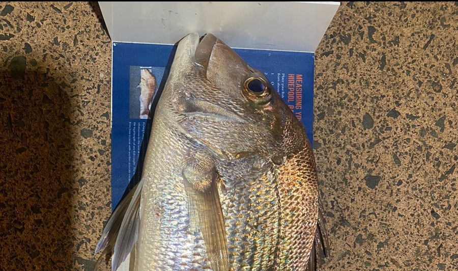 Melissa Mobbs caught this 44.0cm Snapper at Pauanui  during The Export NZ Fishing Competition