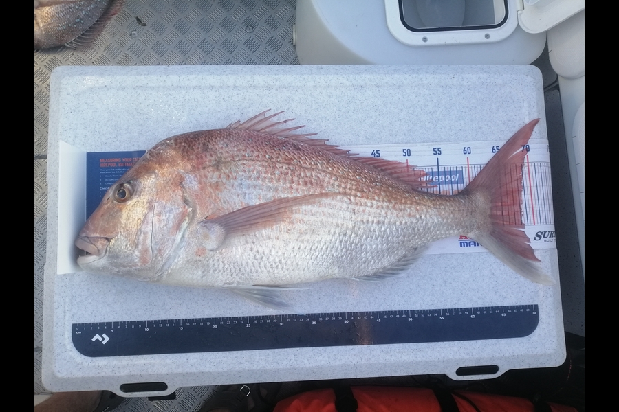 Nikora Wild caught this 68.0cm Snapper at Kapiti Coast  during The Export NZ Fishing Competition